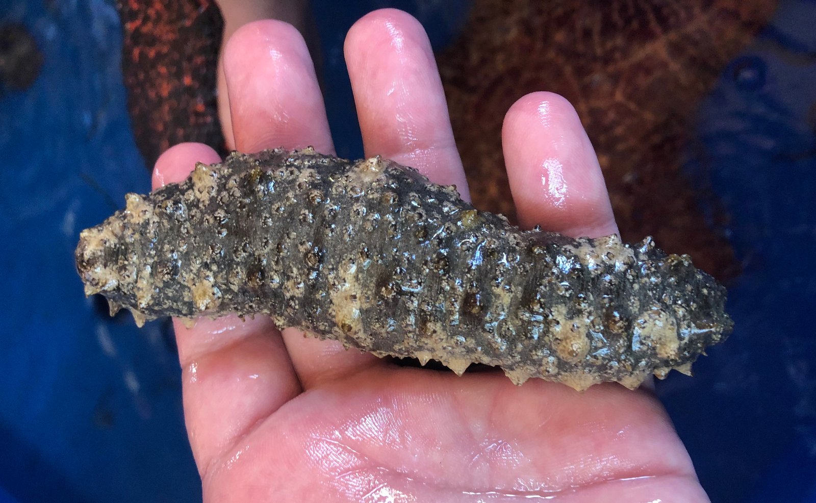 Sea Cucumbers: The Ocean's Couch Potatoes (image credits: wikimedia)