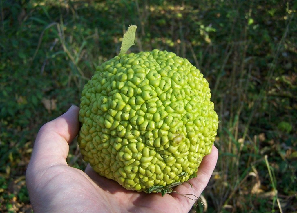Osage Orange: A Fruit Without a Purpose (image credits: wikimedia)