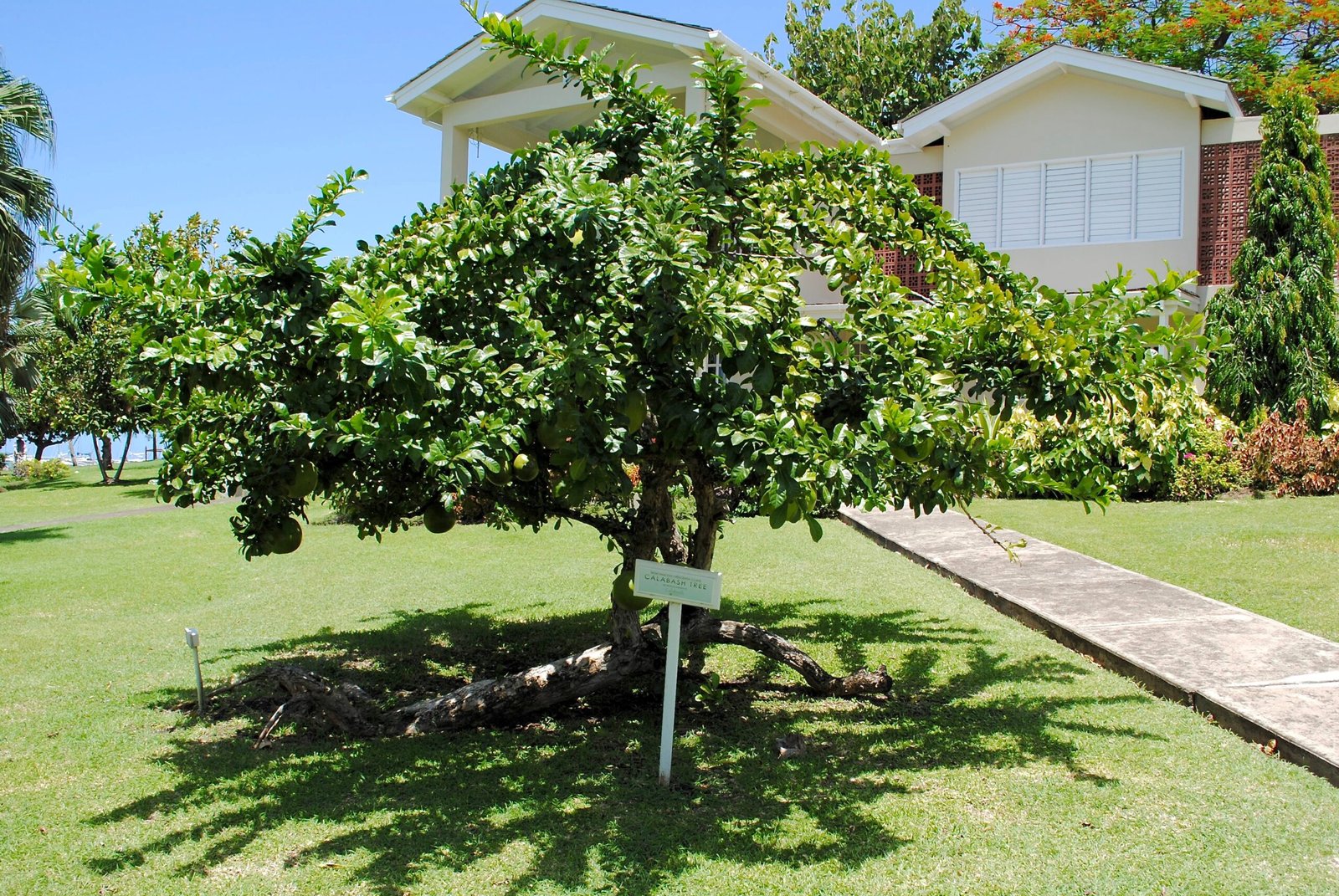 The Mysterious Calabash Tree (image credits: wikimedia)