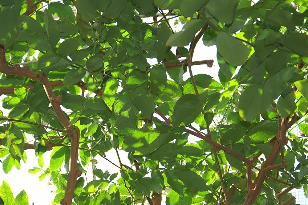 Giant Ground Sloths and the Ice Cream Bean (image credits: wikimedia)