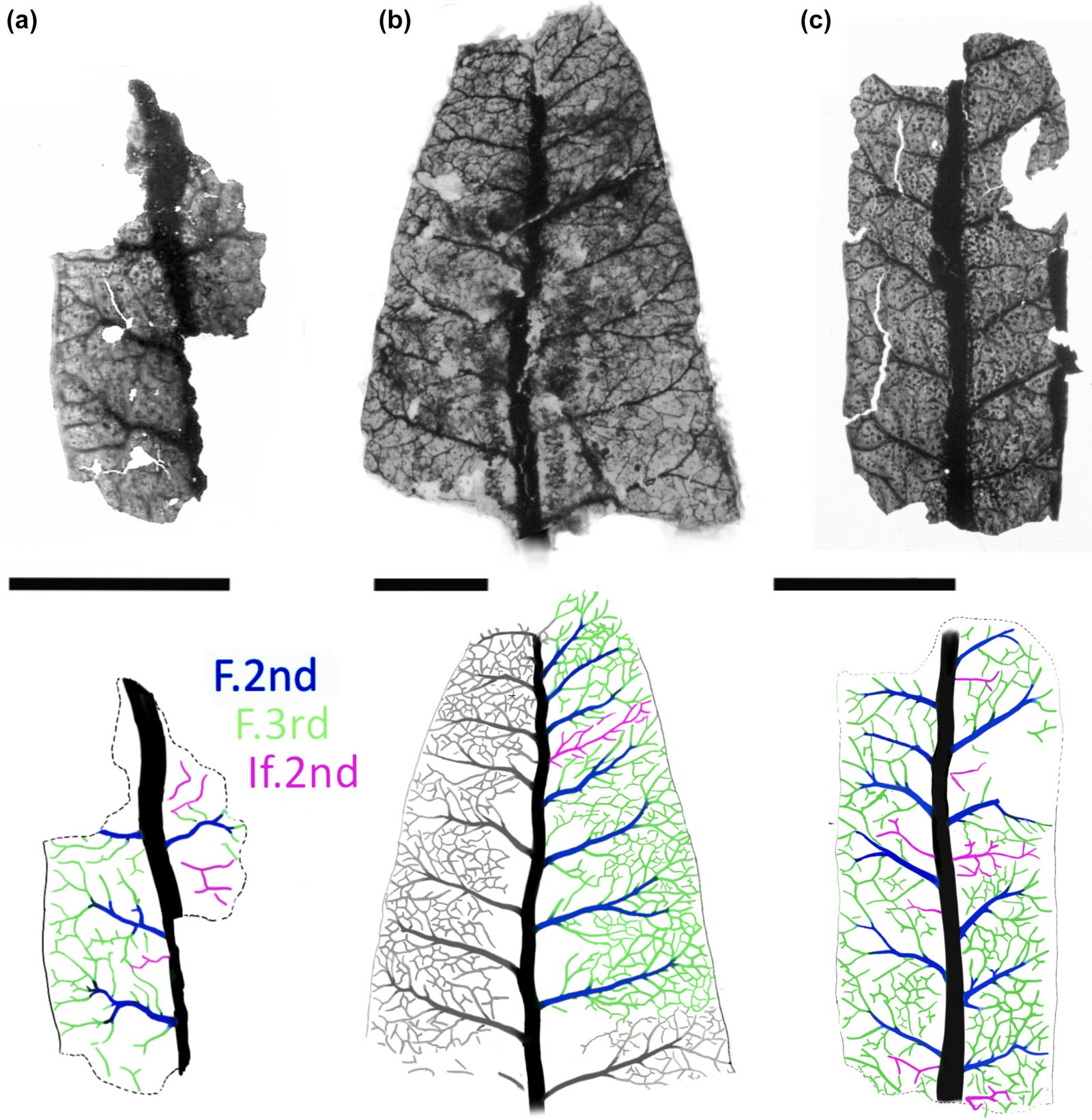 The Future of Evolutionary Anachronisms (image credits: wikimedia)