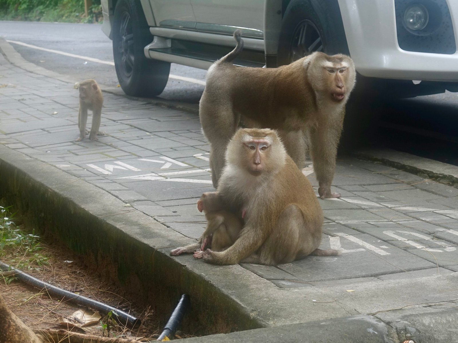 Meet the Mischievous Macaques (image credits: wikimedia)