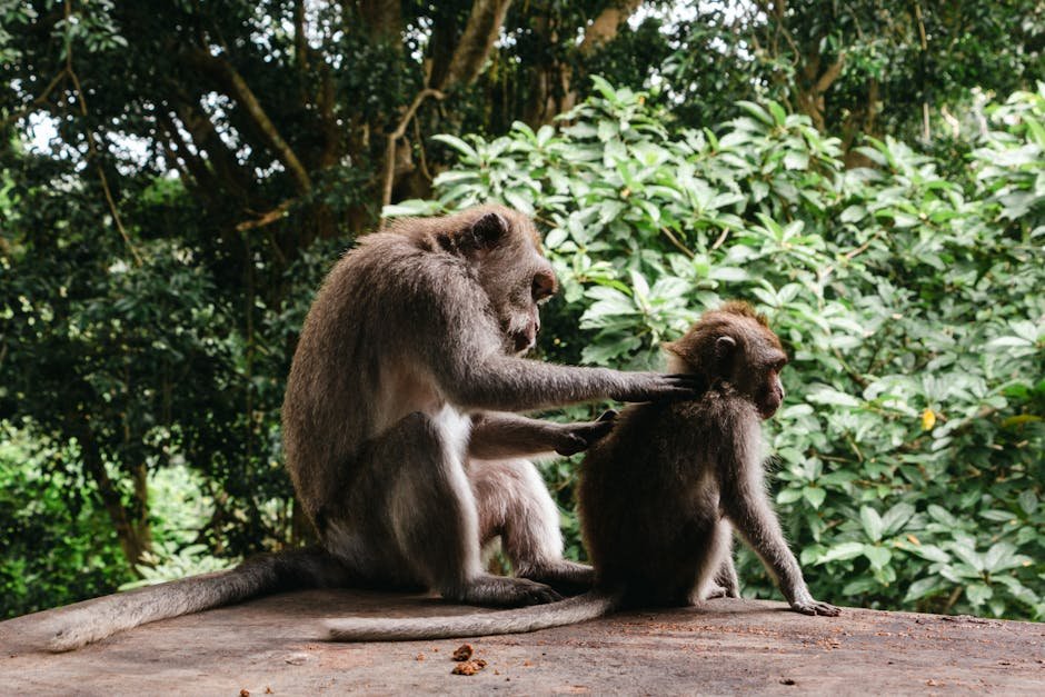 The Cultural Context of Monkey Theft (image credits: pexels)