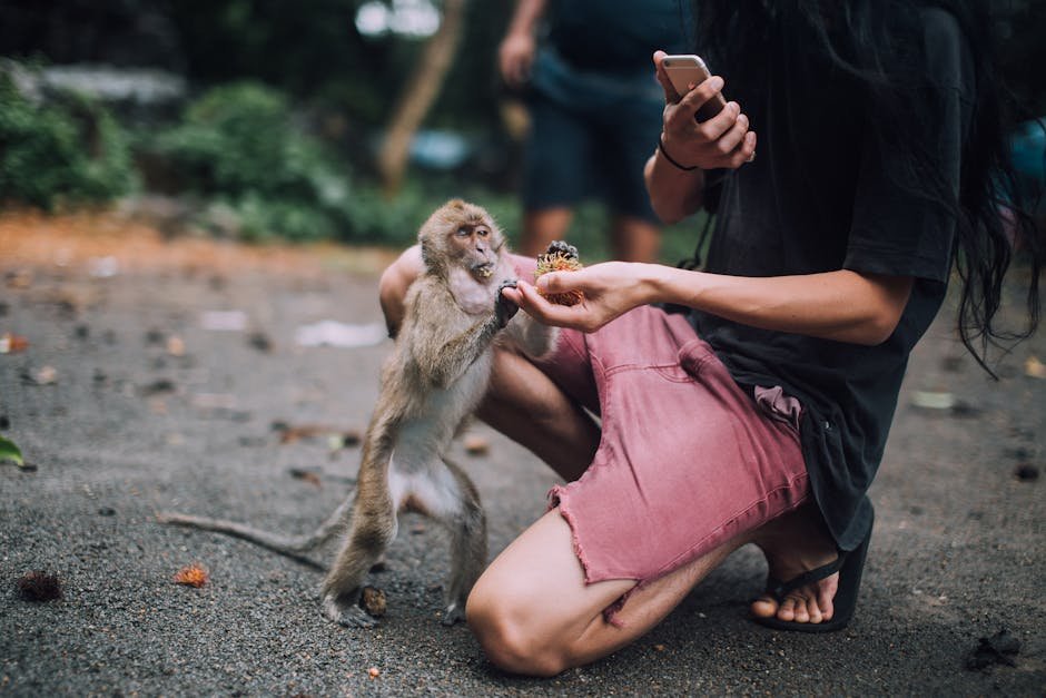 Human-Monkey Dynamics: A Delicate Balance (image credits: pexels)