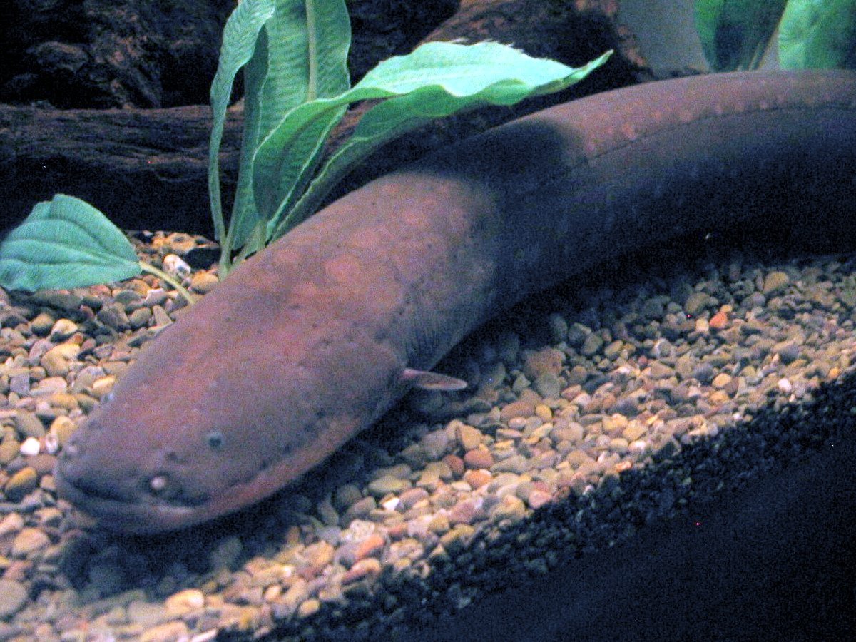 3. The Electric Eel: Nature's Power Generator (image credits: wikimedia)