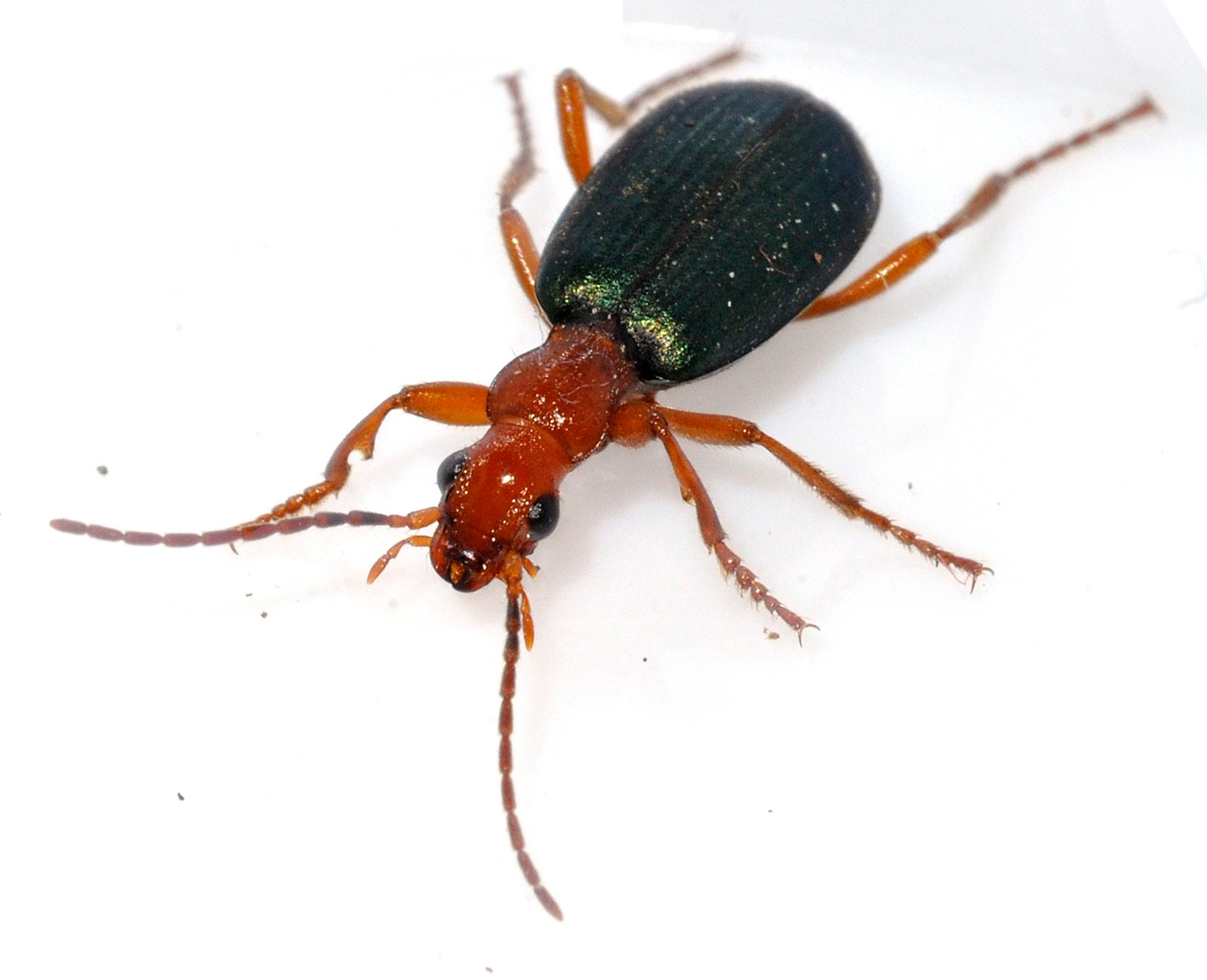 5. The Bombardier Beetle: Chemical Warfare Expert (image credits: wikimedia)
