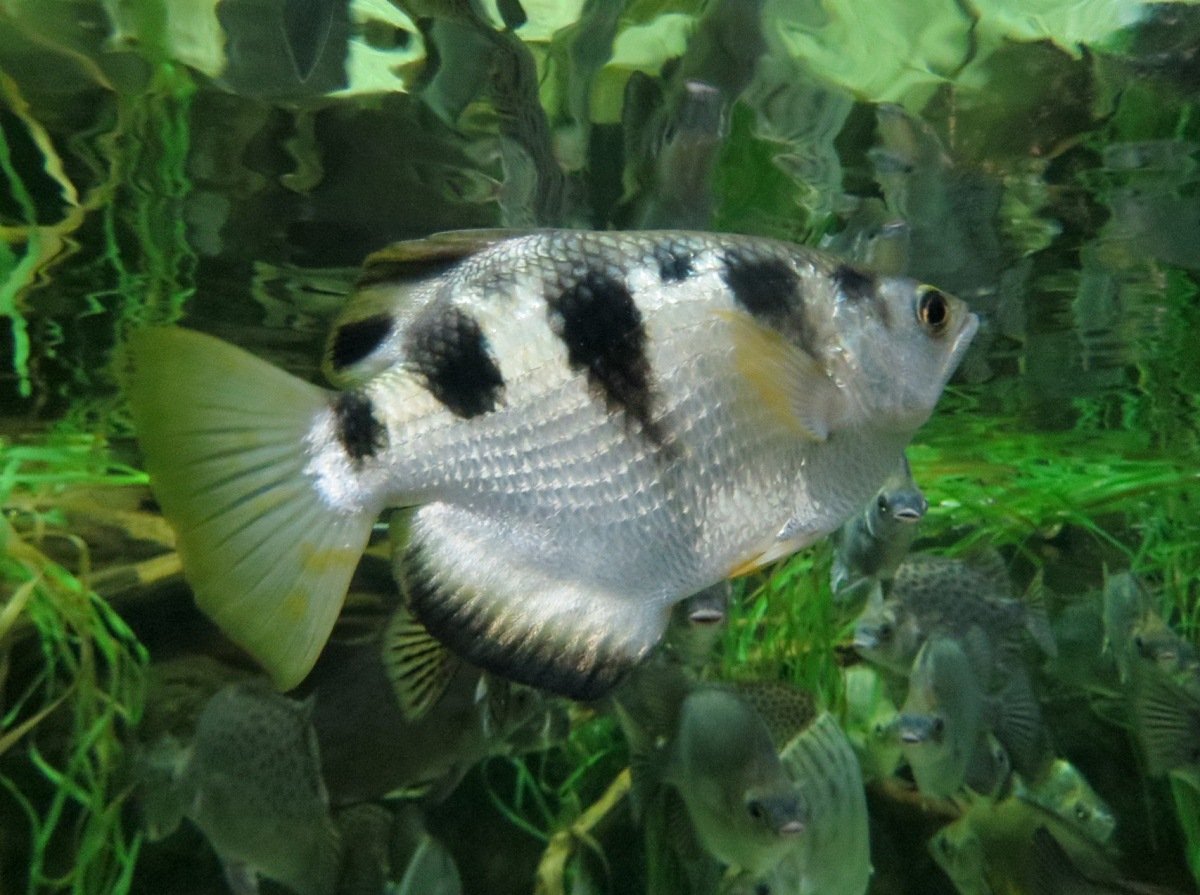 7. The Archerfish: A Precision Hunter (image credits: wikimedia)