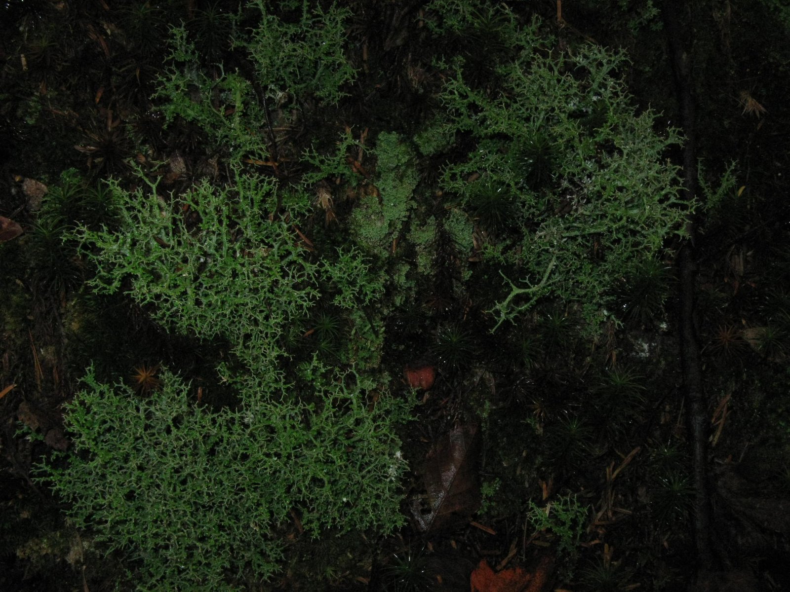 The Diversity of Life on Earth (image credits: wikimedia)