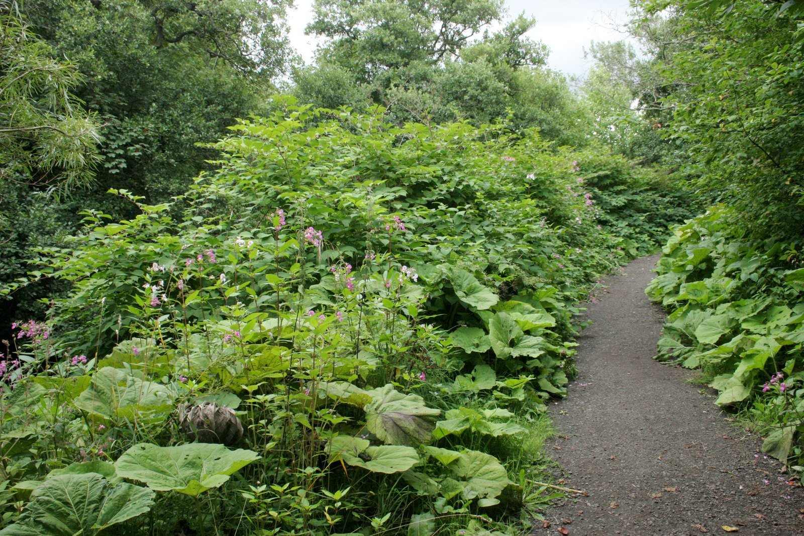 The Role of Light and Photosynthesis (image credits: wikimedia)