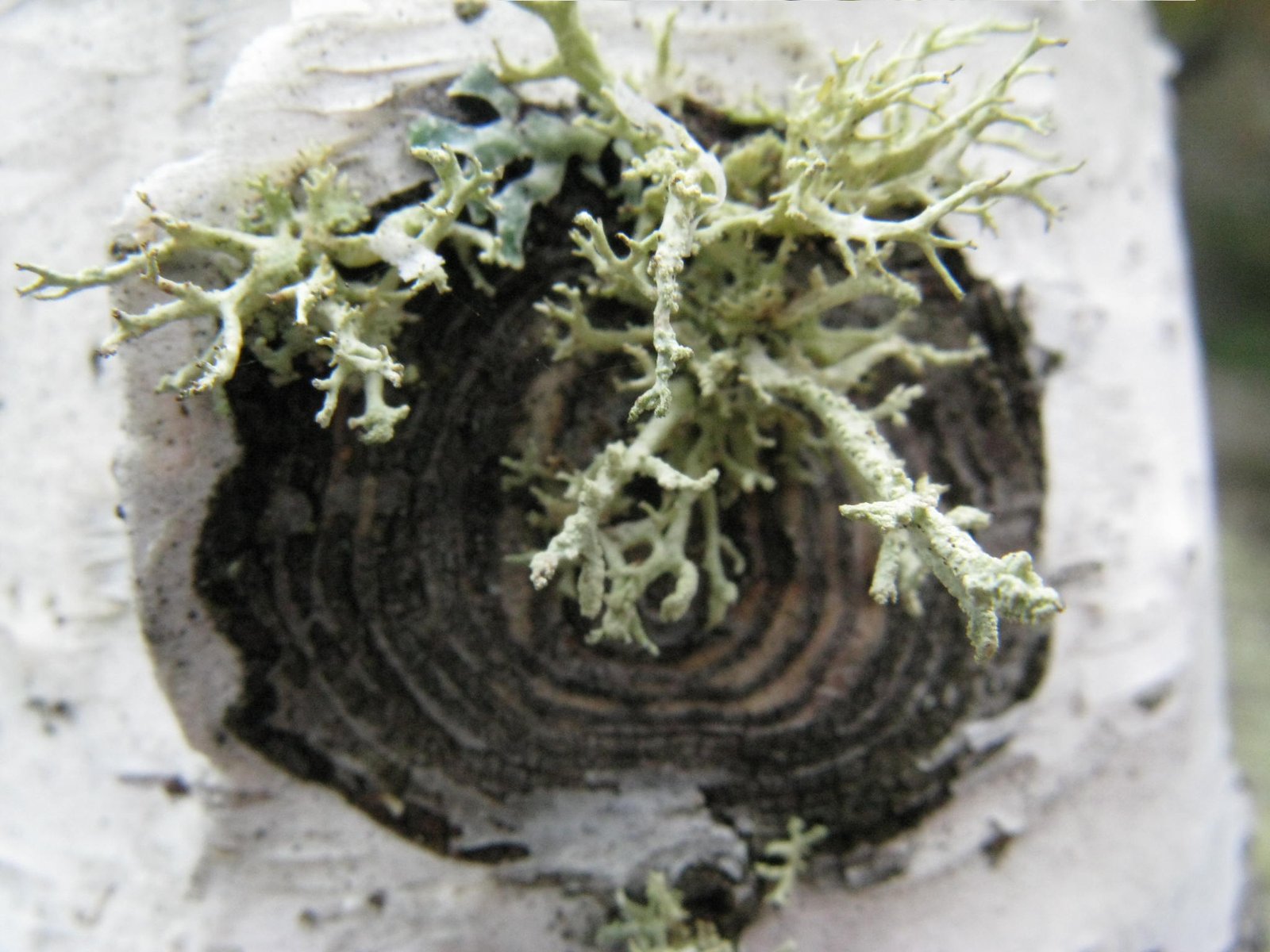 The Unpredictability of Evolution (image credits: wikimedia)