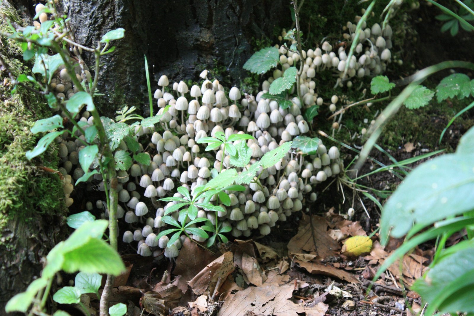 Psilocybin: The Magic Mushroom Compound (image credits: wikimedia)