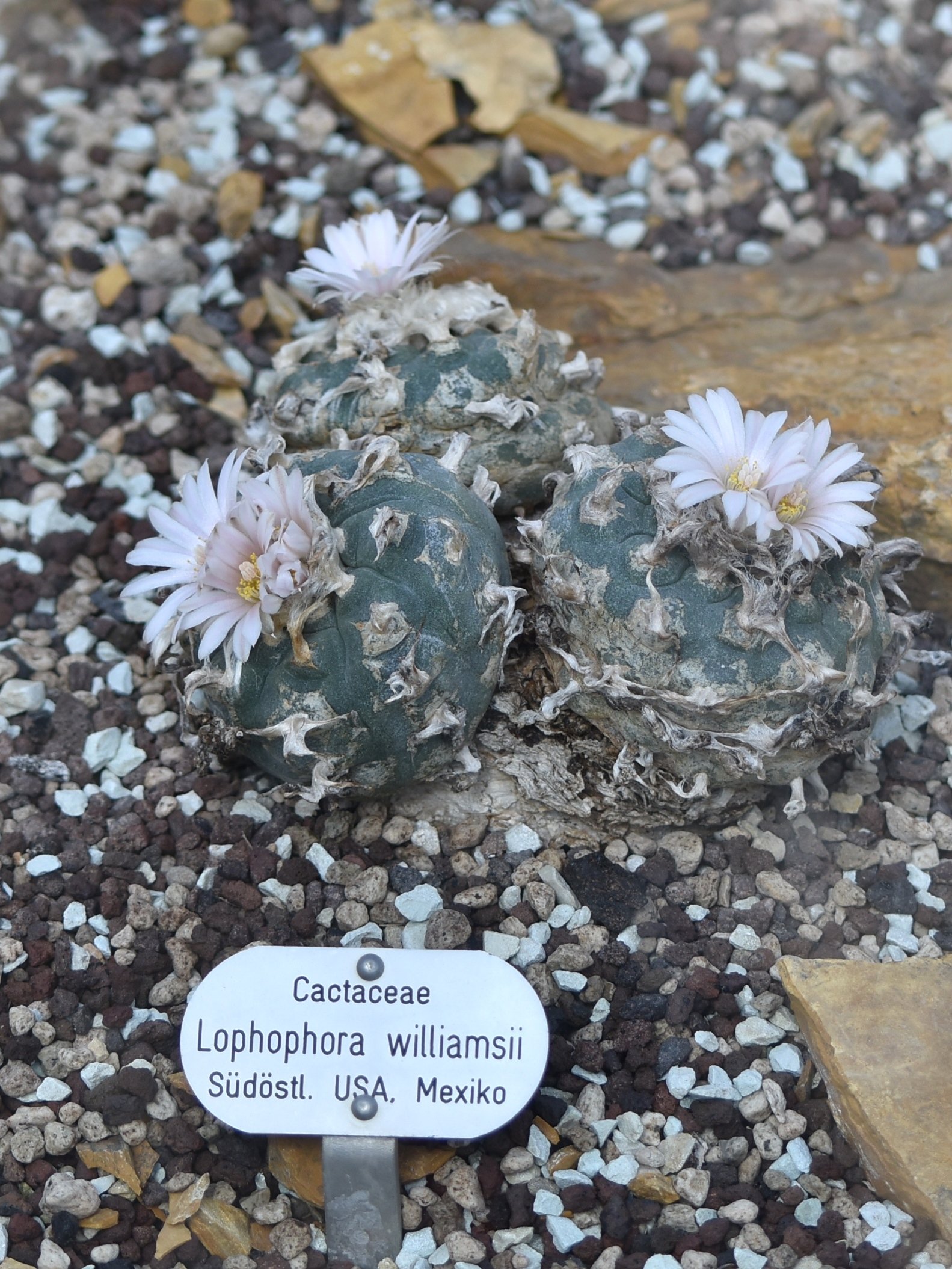 Peyote: A Journey with the Divine (image credits: wikimedia)