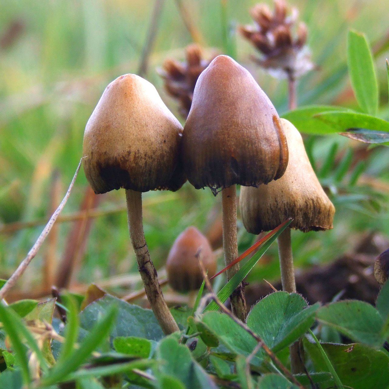 Psilocybin Mushrooms: Nature’s Mind-Altering Gift (image credits: wikimedia)