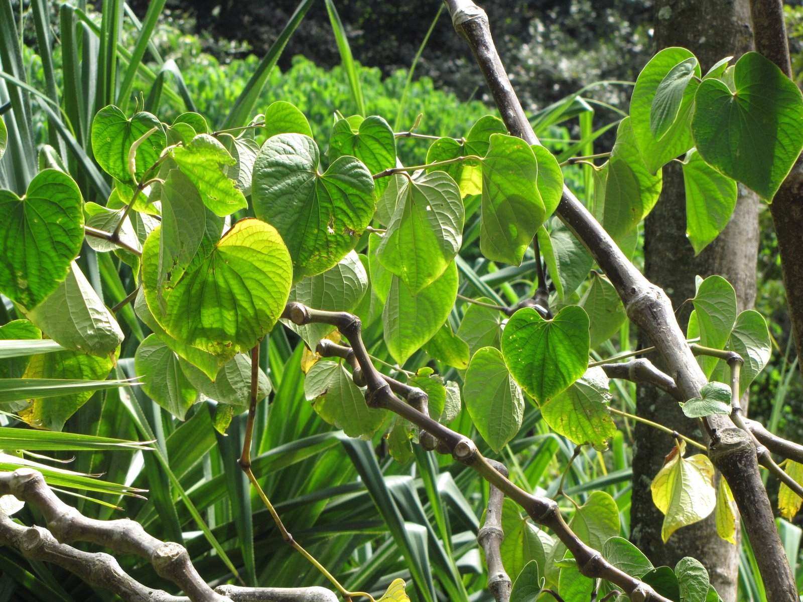 Kava: The Pacific’s Tranquil Elixir (image credits: wikimedia)