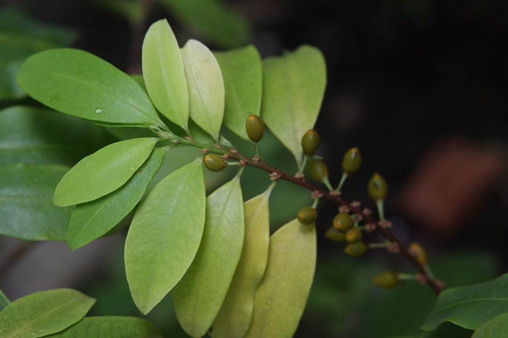 Coca: The Leaf of Sustenance and Ceremony (image credits: wikimedia)