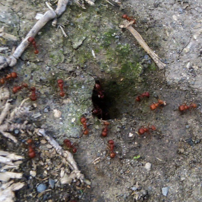 Ant Superhighways: Efficient Transportation Networks (image credits: wikimedia)