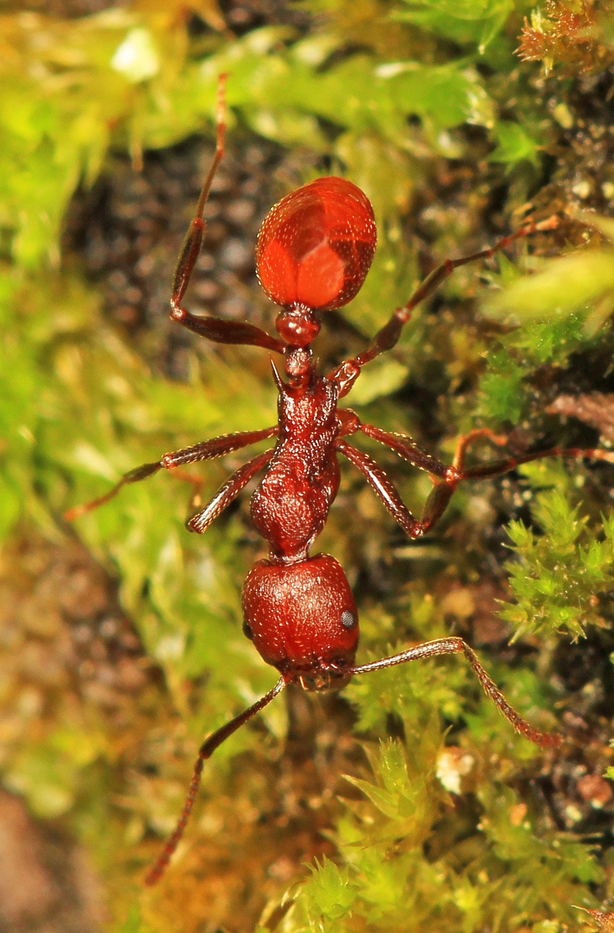 The Future of Ant Research (image credits: wikimedia)