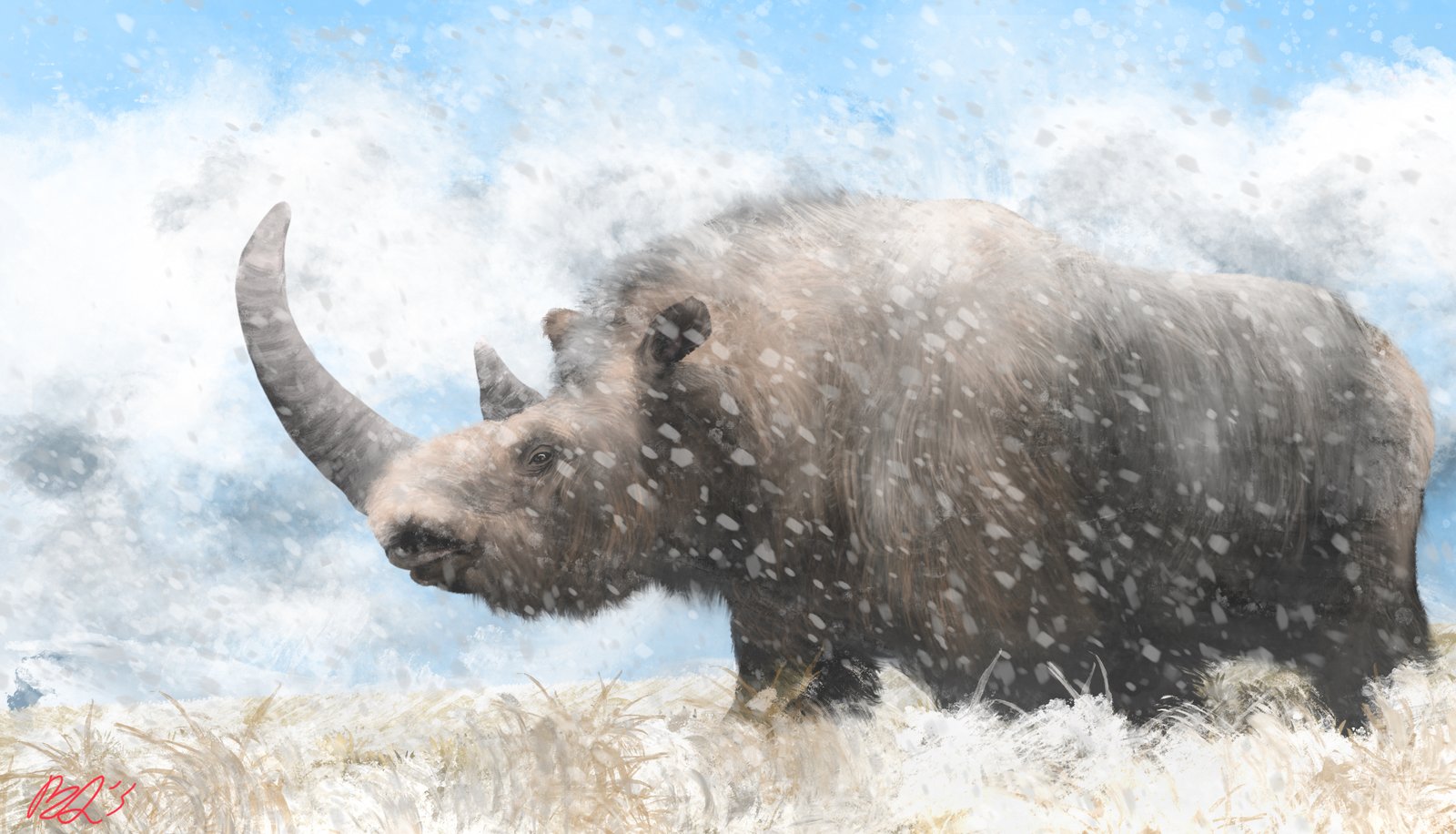 The Woolly Rhinoceros: Survivors of the Cold (image credits: wikimedia)