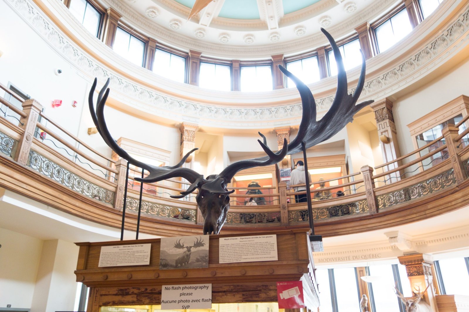 The Irish Elk: Majestic Antlers of the Past (image credits: wikimedia)
