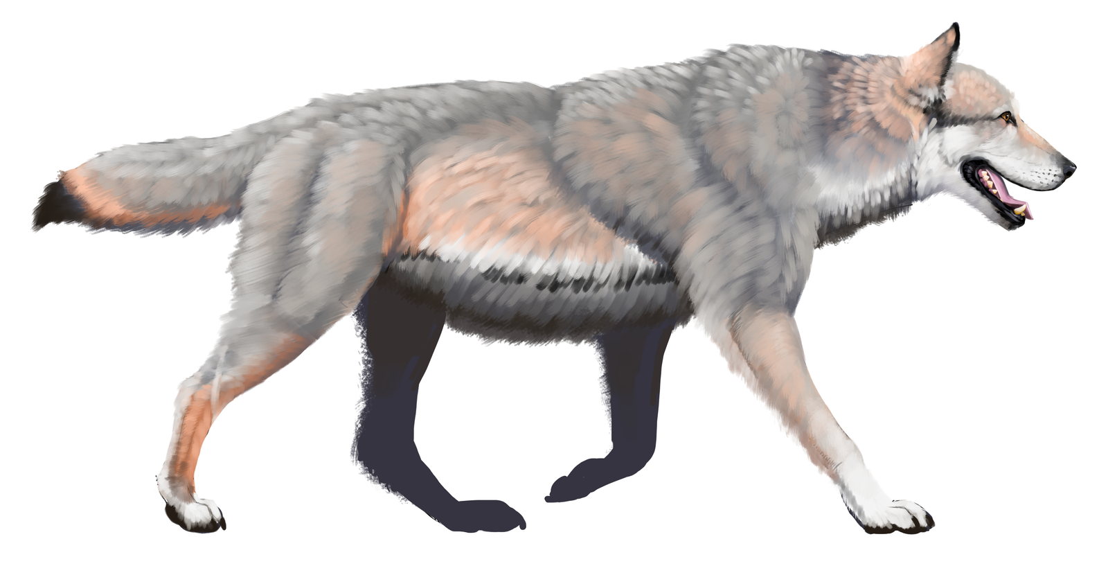 The Dire Wolf: Myth and Reality (image credits: wikimedia)