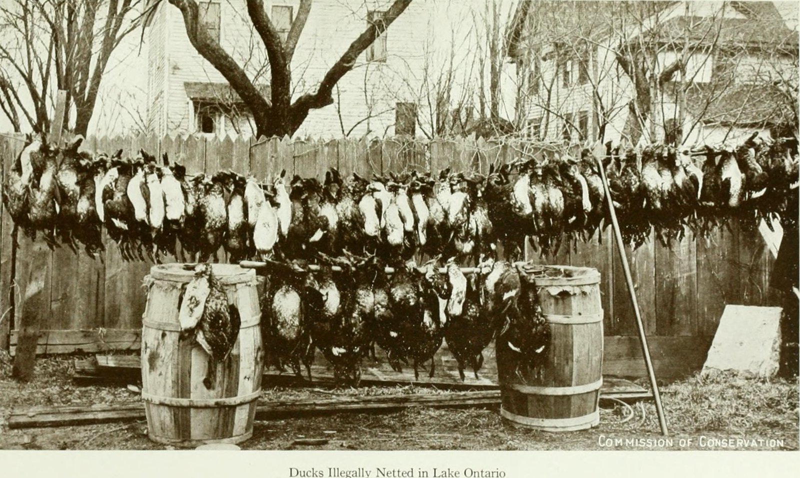 The Lessons of the Past: Reflecting on Extinction (image credits: wikimedia)