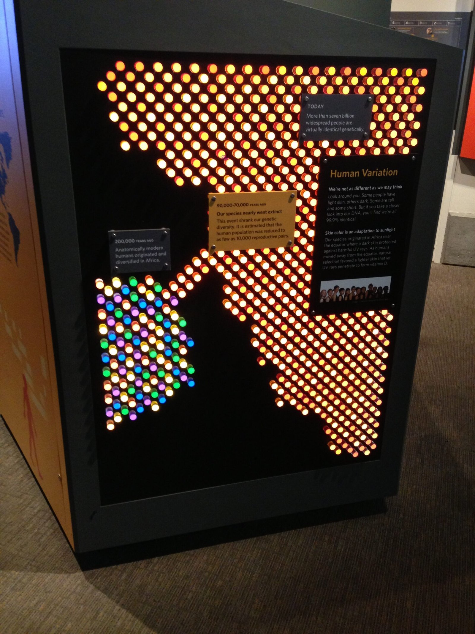 The Role of Genetic Bottlenecks (image credits: wikimedia)