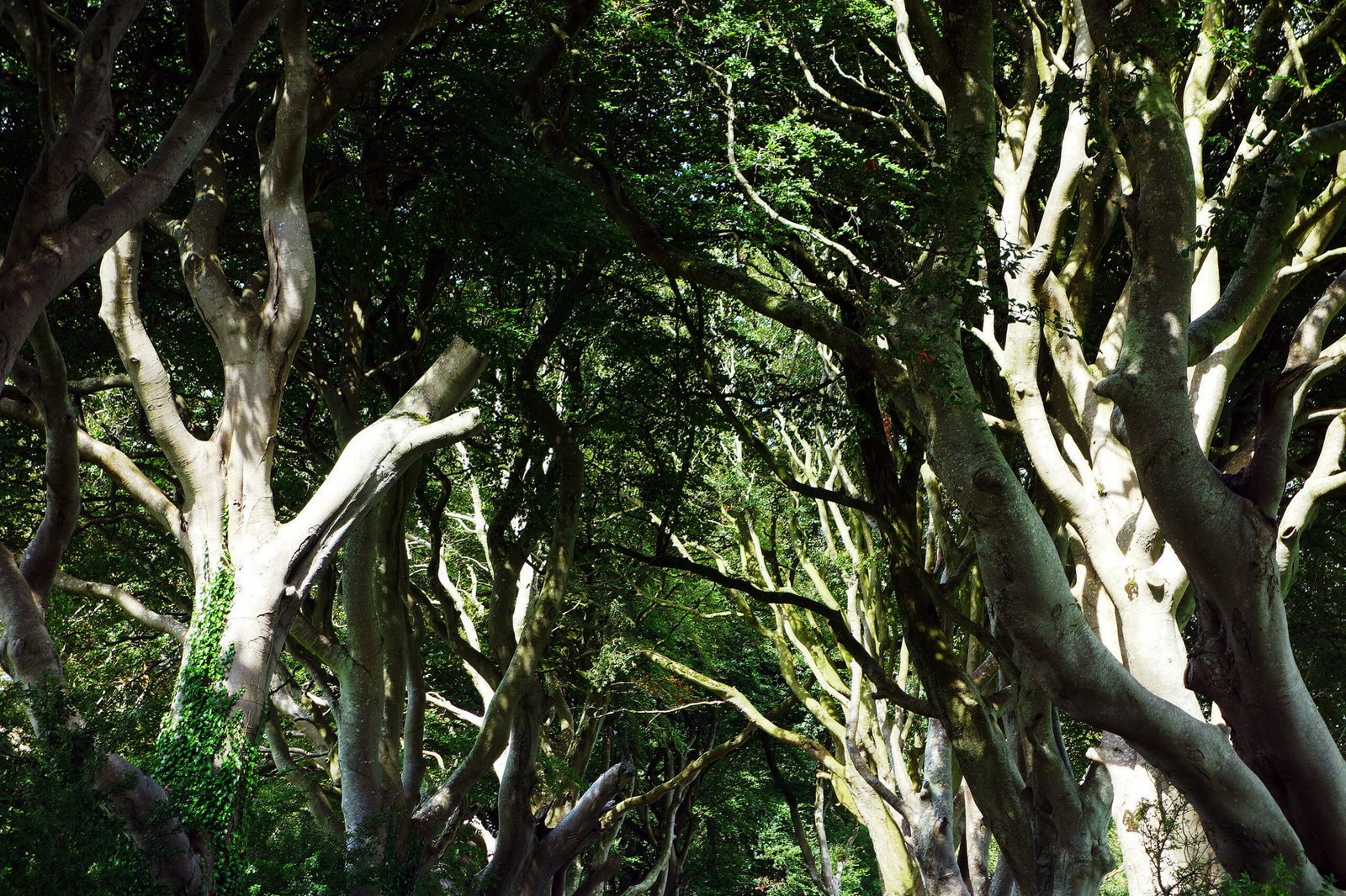 A Natural Masterpiece (image credits: wikimedia)