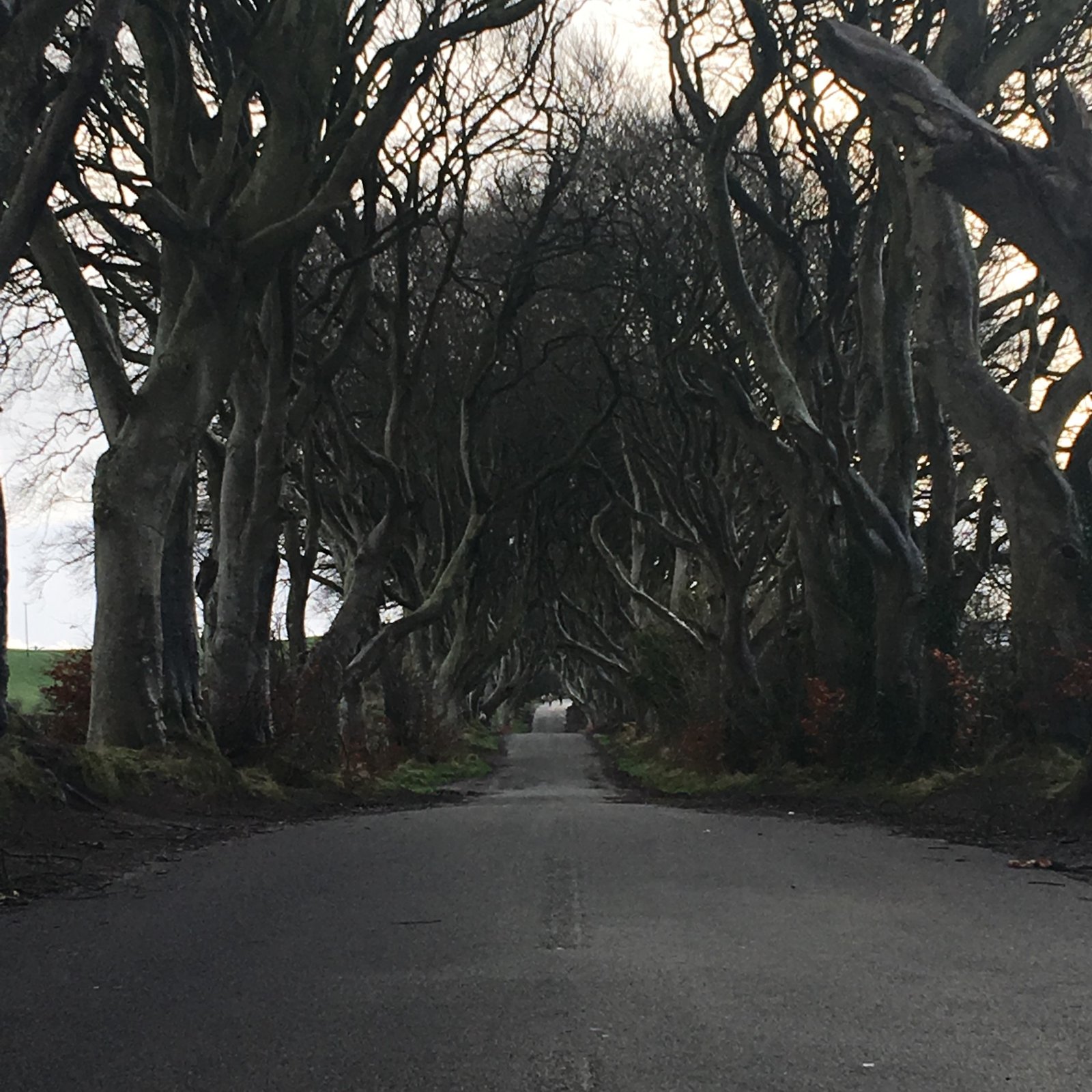 Visiting the Dark Hedges (image credits: wikimedia)