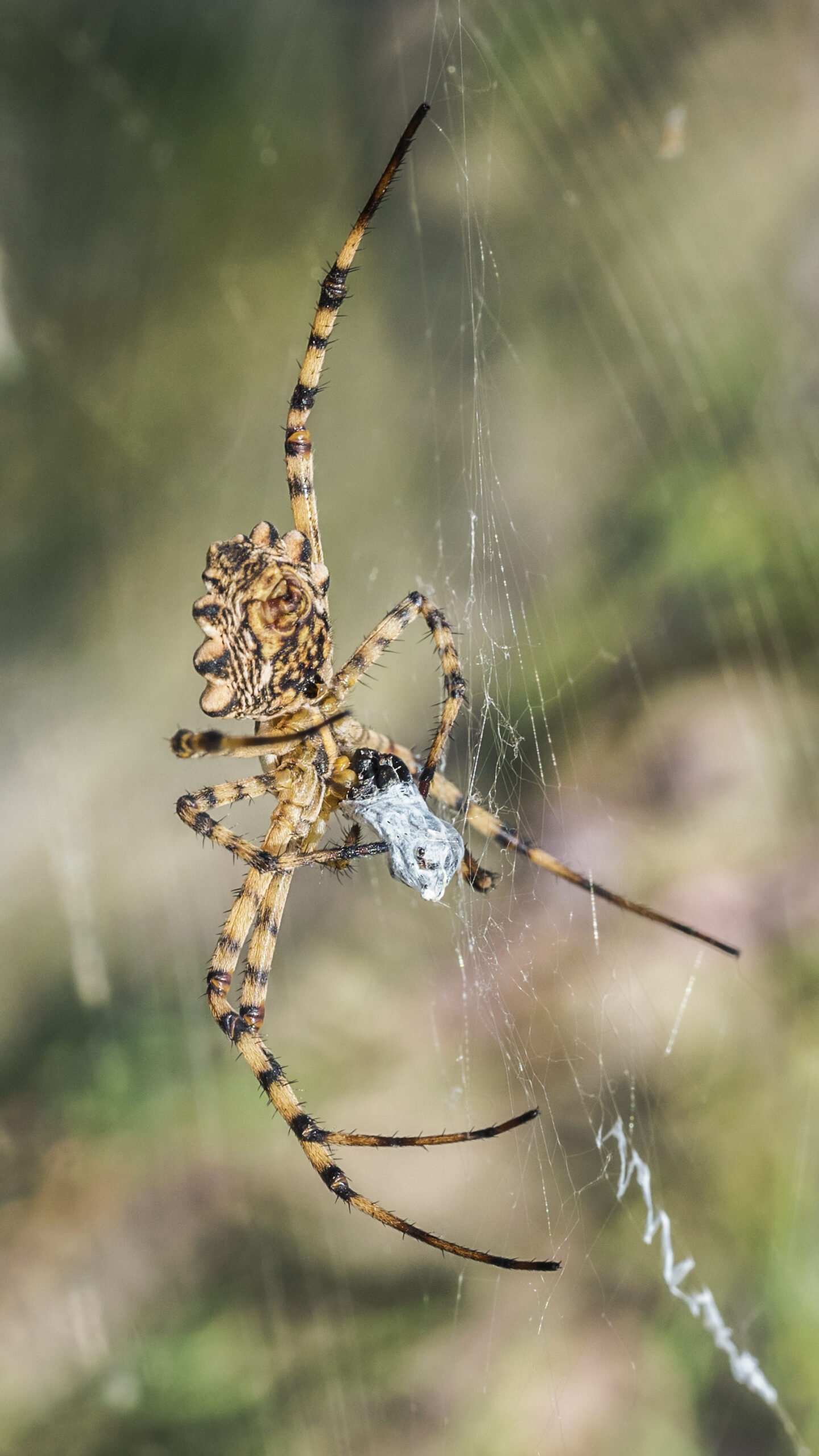 Understanding the Structure (image credits: wikimedia)