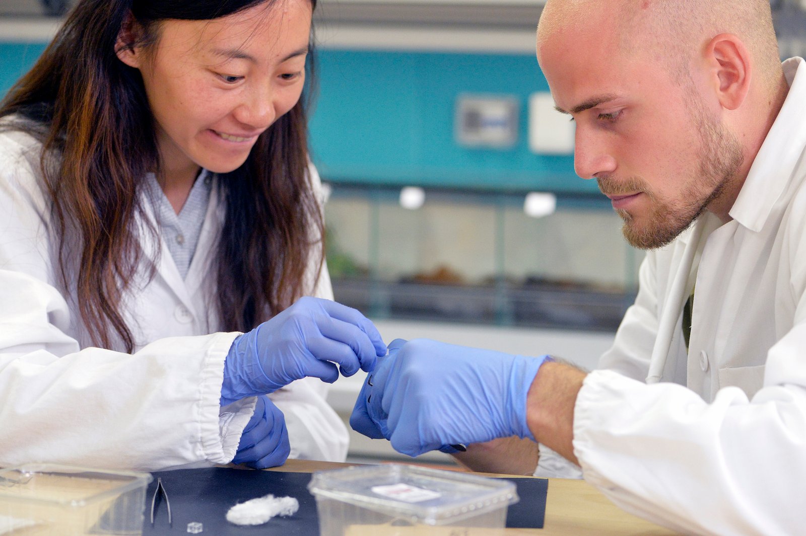 The Diverse Uses of Spider Silk (image credits: wikimedia)