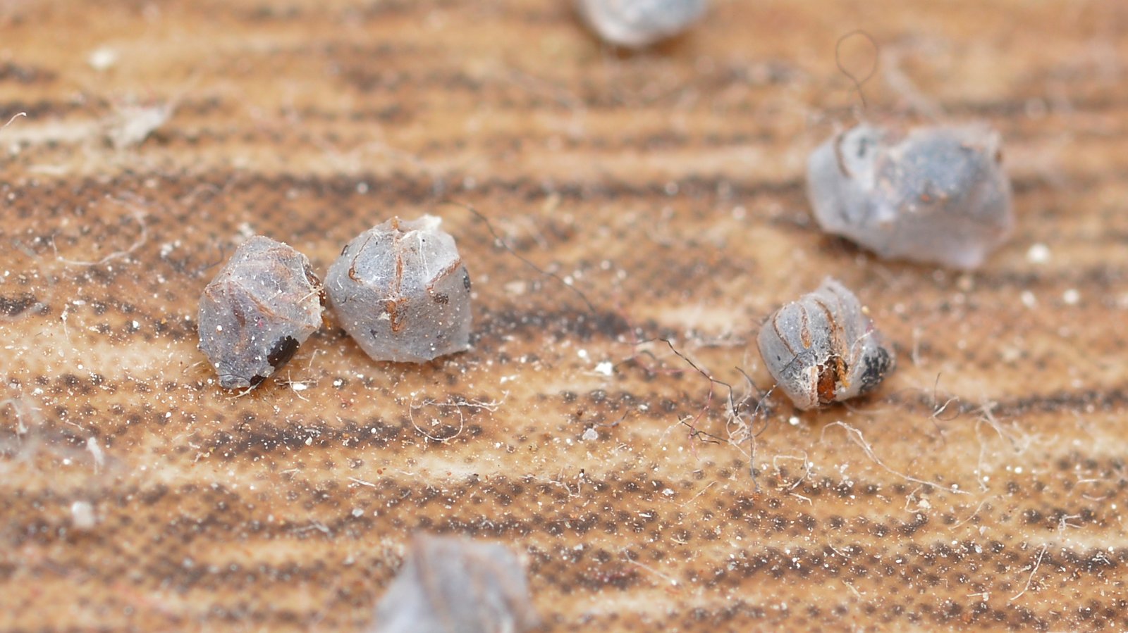 Spider Silk in Aerospace Engineering (image credits: wikimedia)