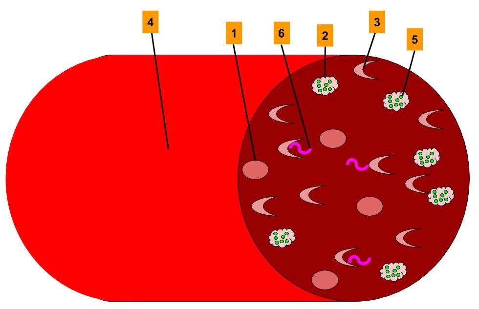 The Enigma of Disease Resistance (image credits: wikimedia)