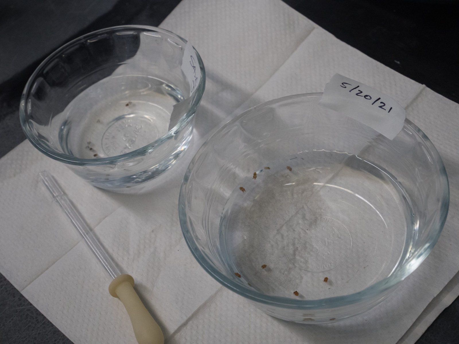 The Role of Environmental Factors (image credits: wikimedia)