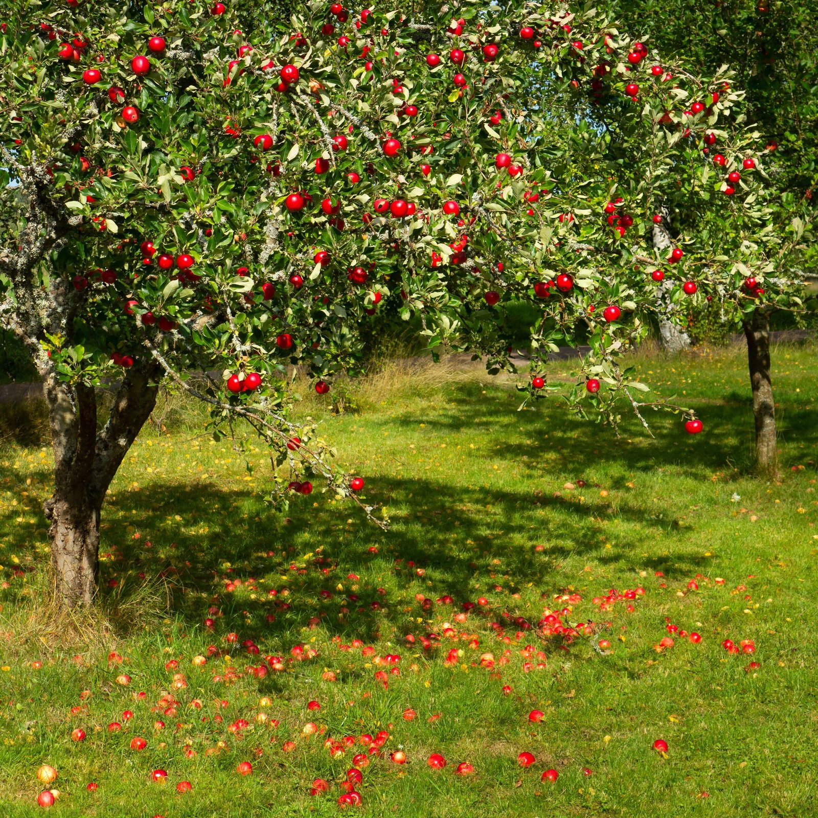 Newton's Apple Tree Revelation (image credits: wikimedia)