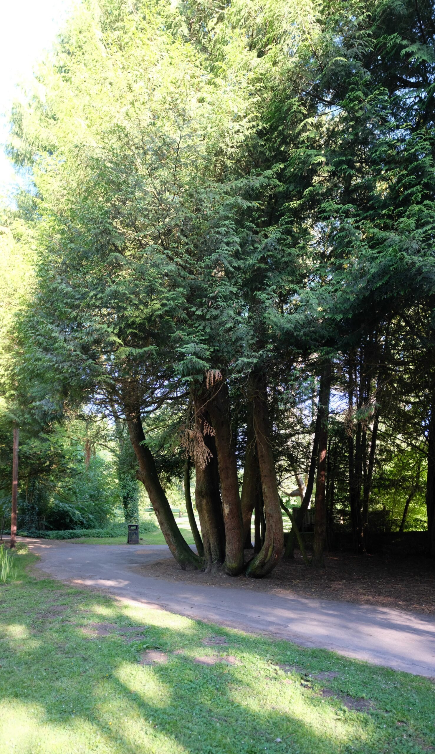 The Science Behind Clonal Longevity (image credits: wikimedia)