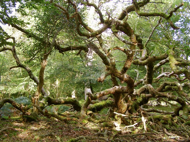 The Role of Clonal Trees in Ecosystems (image credits: wikimedia)