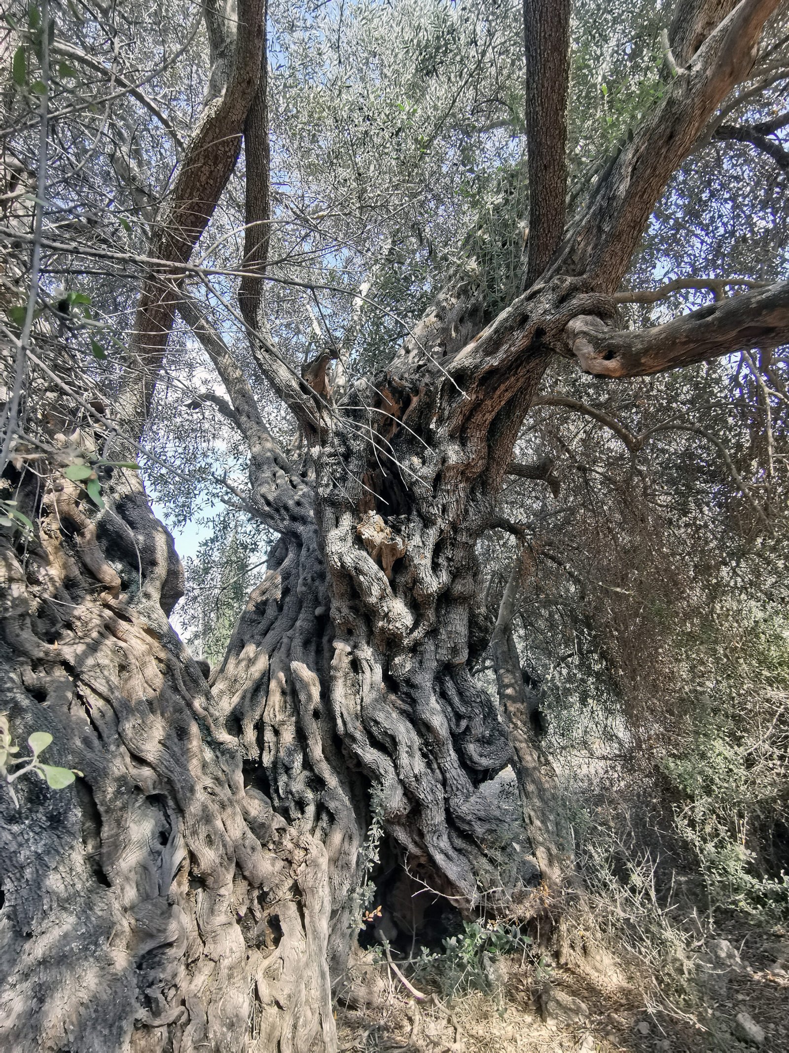 The Future of Clonal Trees (image credits: wikimedia)