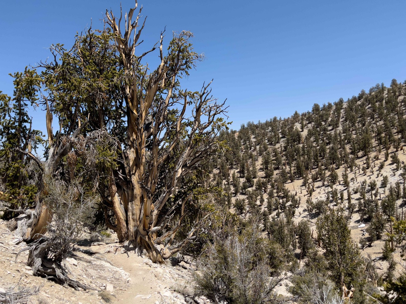 Conclusion (image credits: wikimedia)