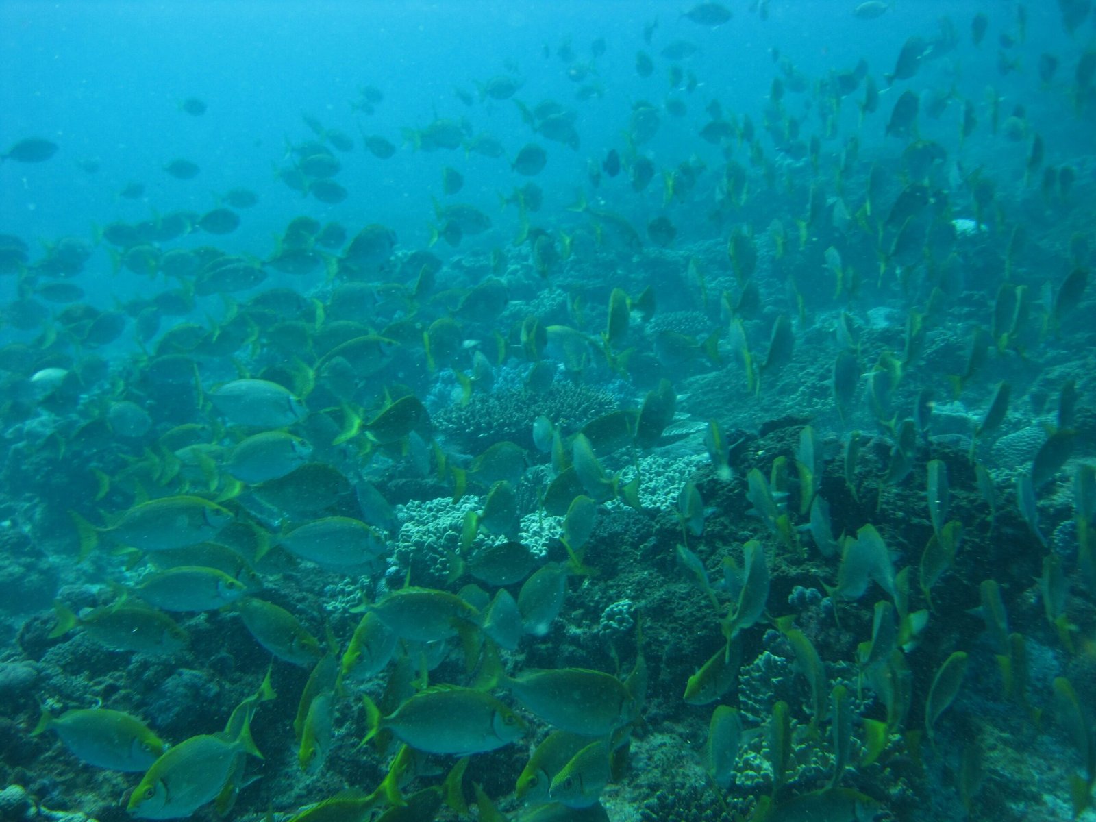 Impacts on Coral Reefs (image credits: wikimedia)