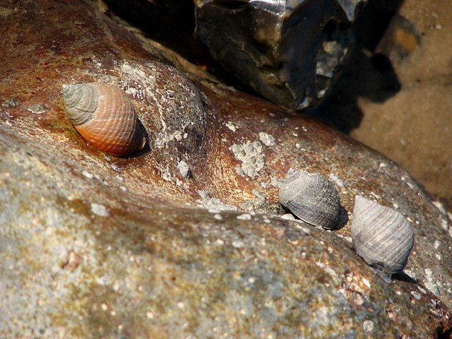 The Unique Relationship Between Snails and Algae (image credits: wikimedia)