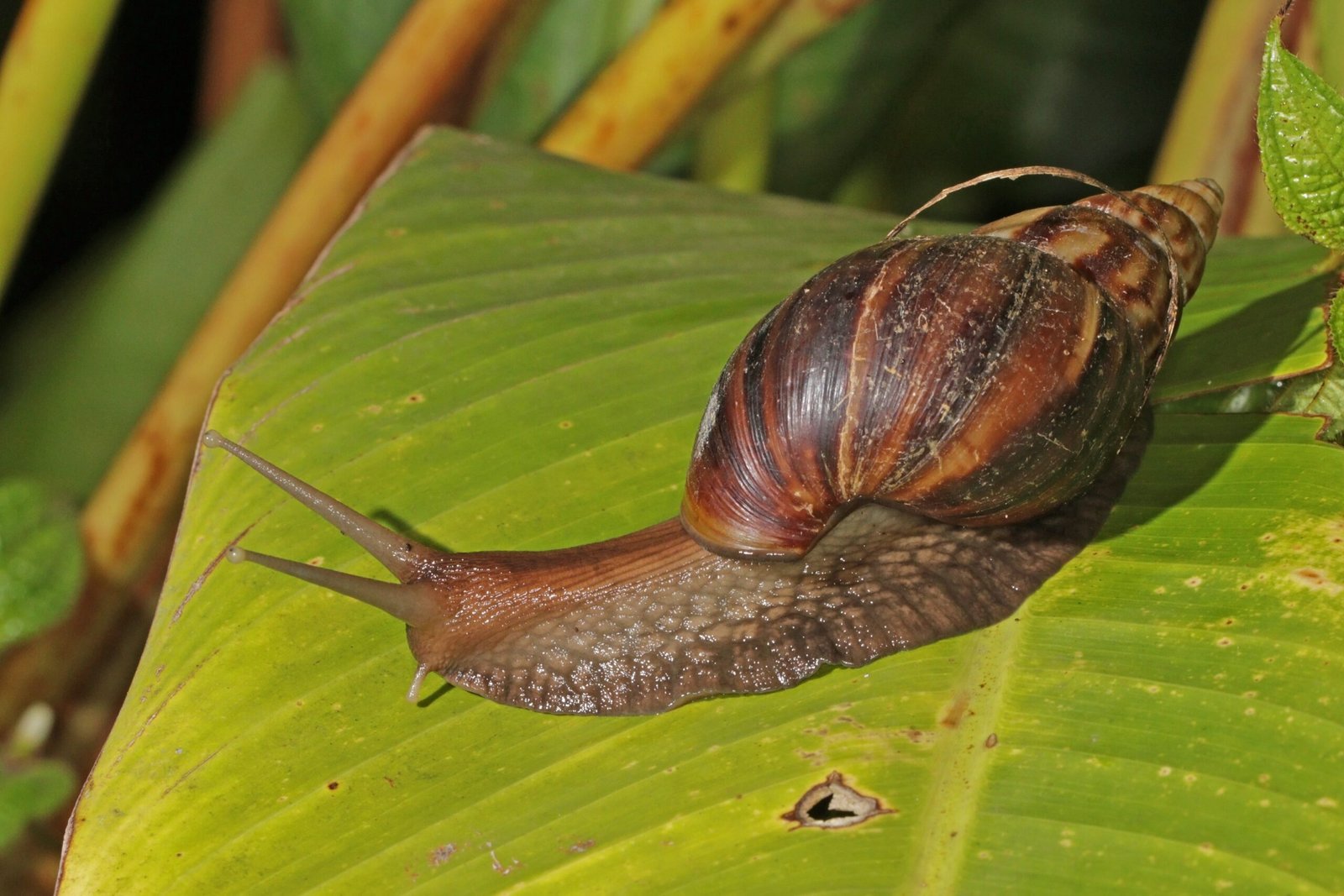 How Algae-Farming Snails Cultivate Their Crops (image credits: wikimedia)