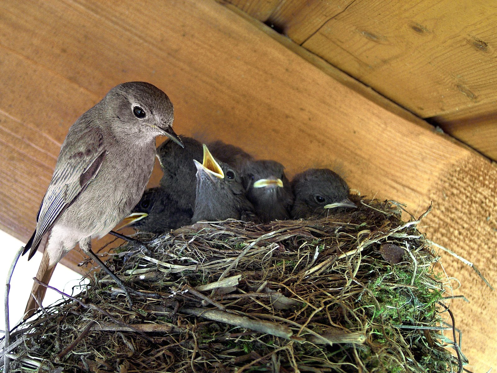 Chick Flick: The Real Drama Begins (image credits: wikimedia)