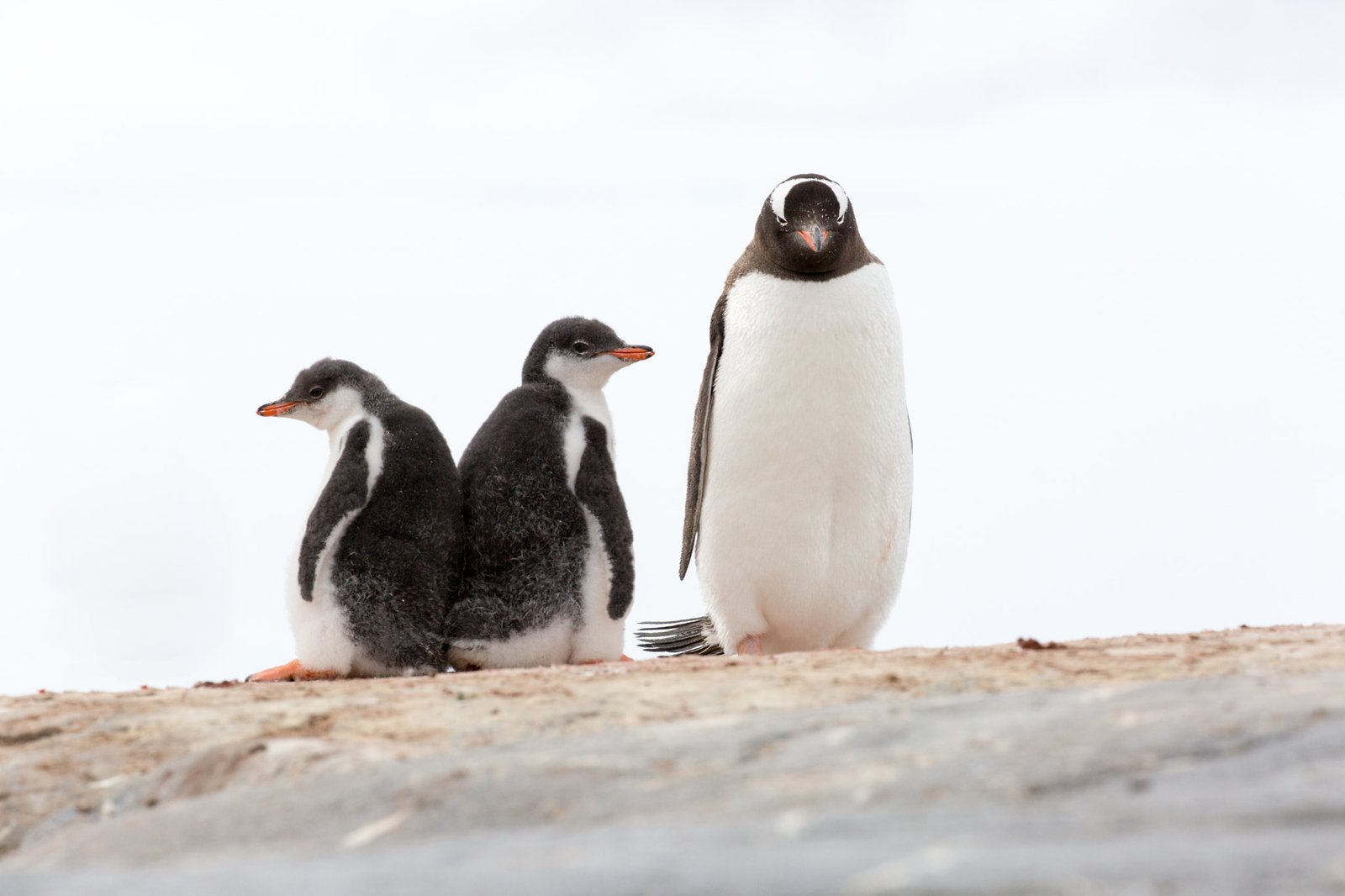 Sibling Rivalry: Survival of the Fittest (image credits: wikimedia)