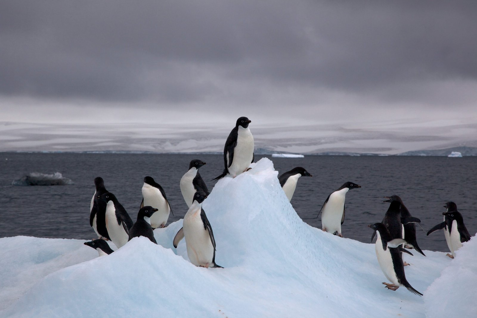 The Reunion: A Heartwarming Tale (image credits: wikimedia)