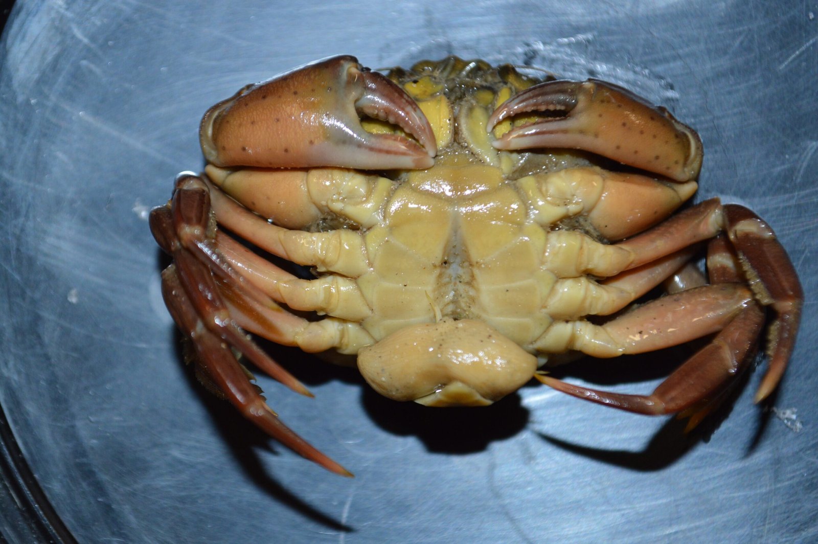 Final Thoughts (image credits: wikimedia)