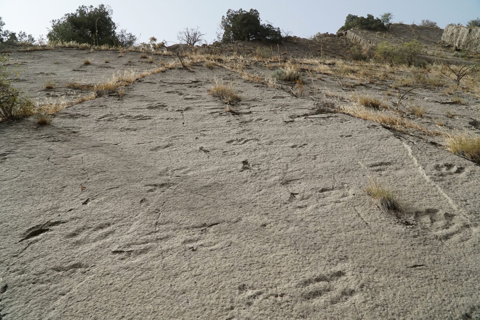 The Discovery of Lark Quarry (image credits: wikimedia)