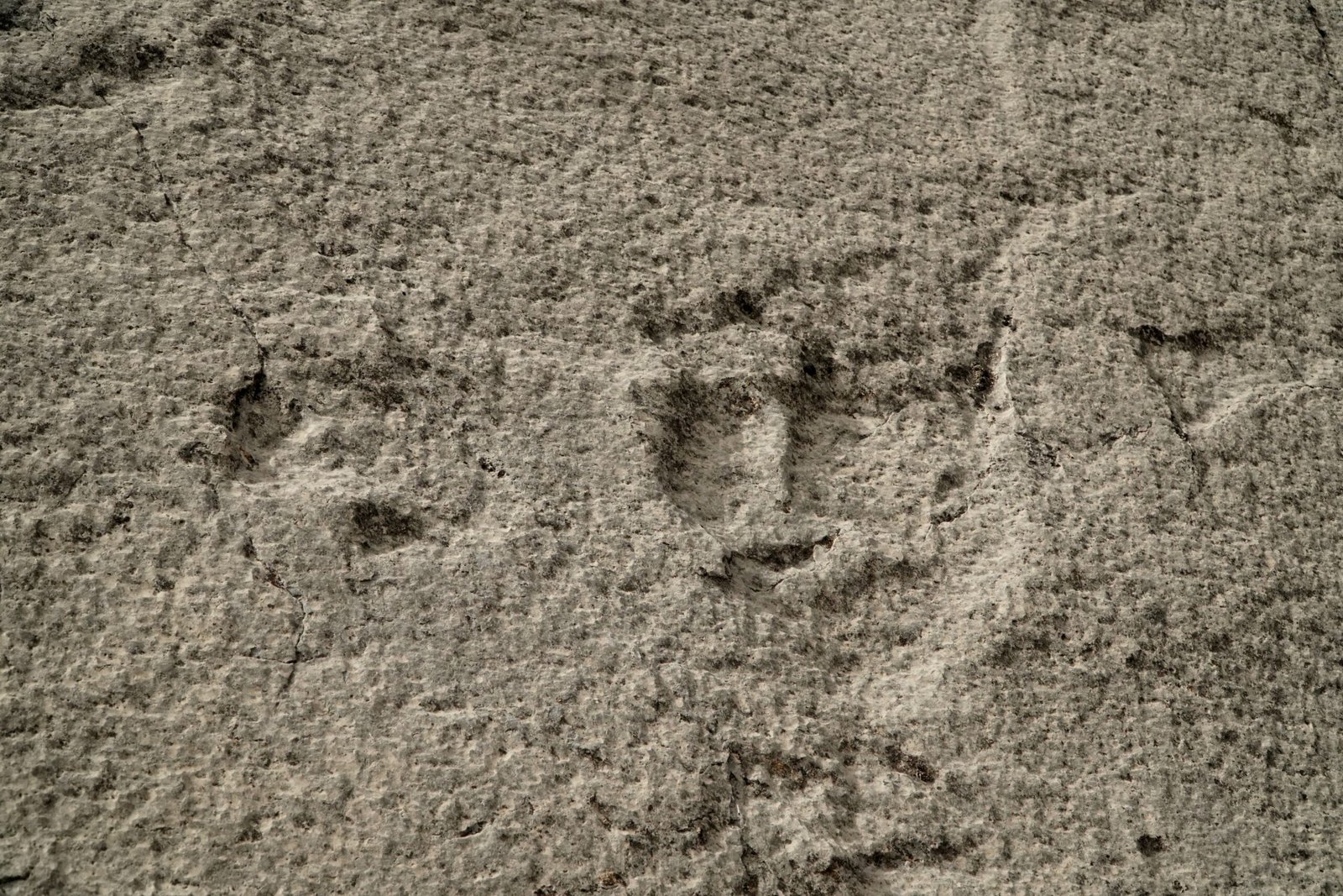 Interpreting the Tracks (image credits: wikimedia)