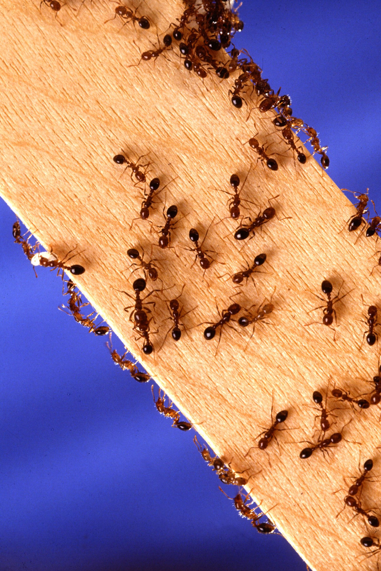 The Science Behind the Pain (image credits: wikimedia)