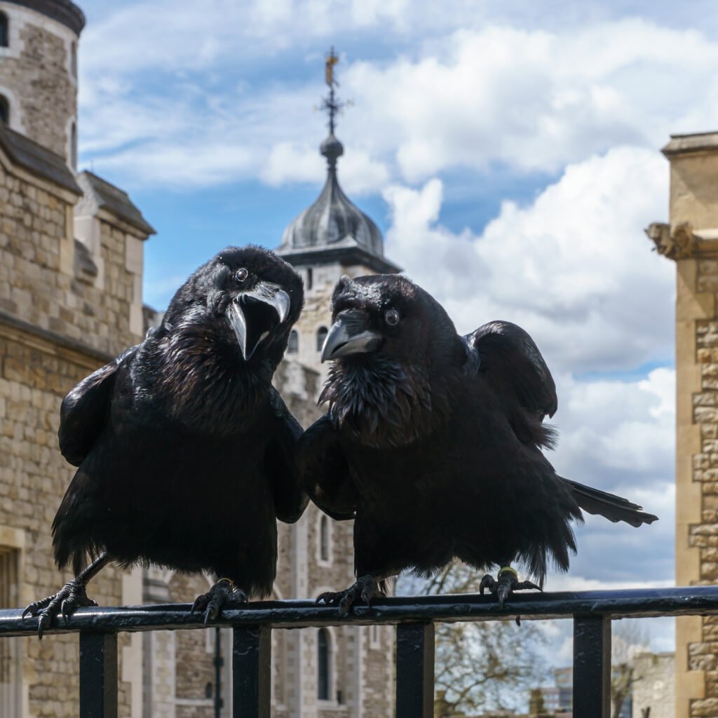 The Raven: The Wise Old Mimic