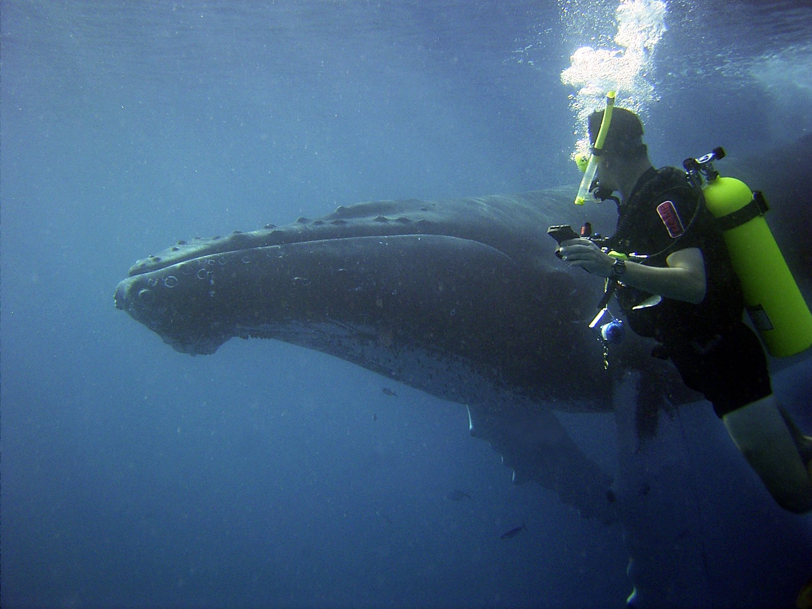 Success Stories of Whale Populations (image credits: wikimedia)